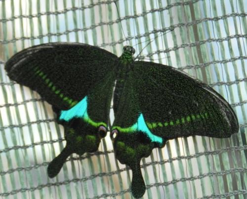 Papilio paris